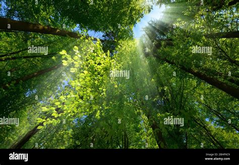 Light Rays In Forest Hi Res Stock Photography And Images Alamy