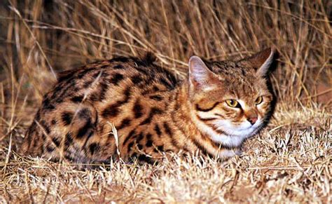 The Black Footed Cat Is Found In Southern Africa And Is Among The