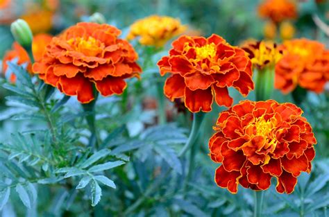 Indian Marigold Flower Garden