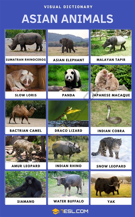 Asian Animals Names in English with Pictures • 7ESL