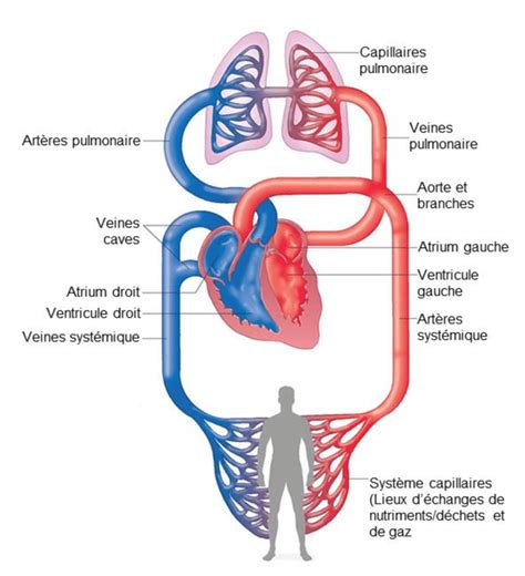 schéma simplifié de la circulation sanguine systémique et pulmonaire download scientific