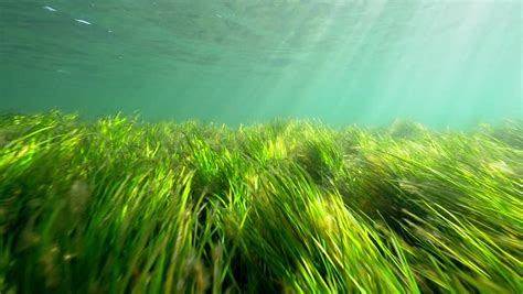 Seagrass In Slow Motion Stock Footage Video 9418046 Shutterstock