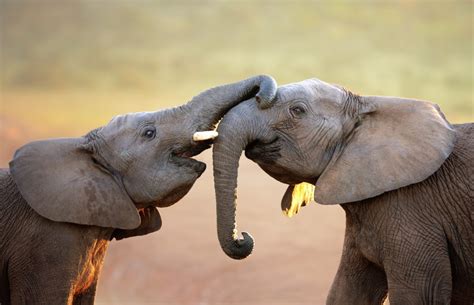 The Most Endangered Elephants In The World Readers Digest