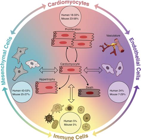 A Coalition To Heal—the Impact Of The Cardiac Microenvironment Science