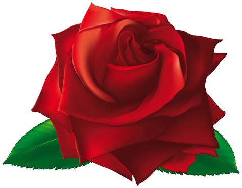 Free Single Rose Cliparts Download Free Single Rose Cliparts Png