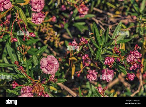 Red And Pink Oleander Flowers Stock Photo Alamy