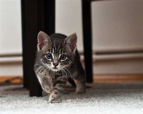 Gray And Black Tabby Kitten Hd Wallpaper Wallpaper Flare