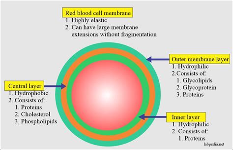 Labelled Diagram Of A Red Blood Cell