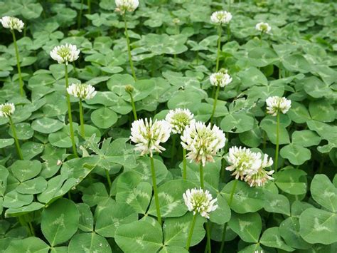 Scientists Have Cracked The Mysteries Of Four Leaf Clovers — And Can