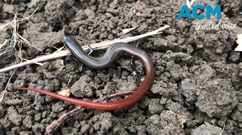 Rare Skink Discovered In Queensland After More Than 40 Years Youtube