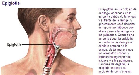 La tráquea continúa a la laringe, desciende hacia atrás siguiendo el borde inferior del cuello por debajo del musculo largo del cuello, penetra en la cavidad toracica y al llegar a la parte dorsal de la aurícula izquierda se divide en bronquios (derecho e izquierdo). Como actuar ante la Asfixia - Info - Taringa!