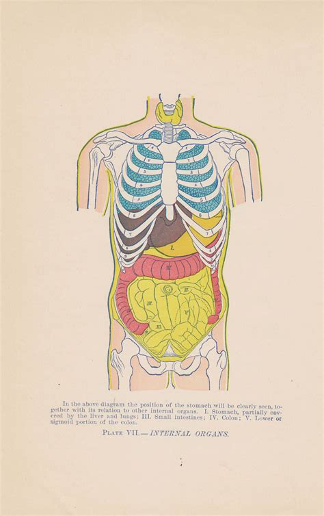 This overview of the organs in the body can help people understand how various organs and organ systems work together. Vintage Goodness 1.0: Vintage 70's posters and more new ...