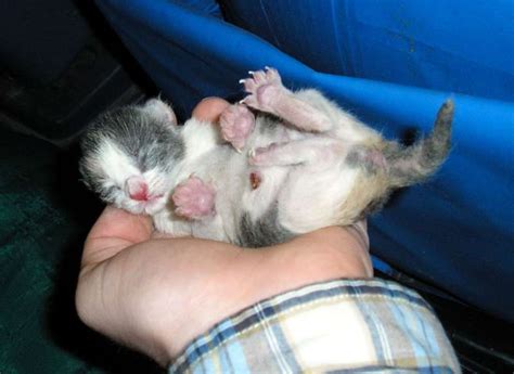 Caring For Newborn Kittens What You Need To Know