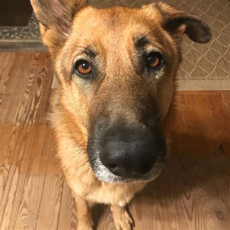 Today illustration / getty images. Happy Birthday to Seife the Soap Dog!! Cant believe you ...