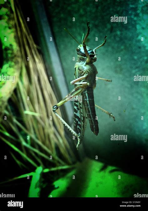 Locust Close Up Stock Photo Alamy