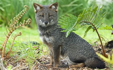 Lycalopex Fulvipes Darwins Fox Animales En Peligro De Extincion