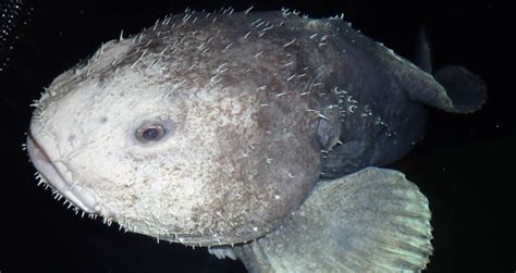 Why The Blobfish Might Not Be The Worlds Ugliest Animal After All
