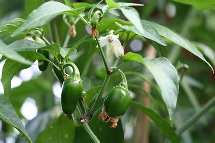 How do you pickle jalapenos? How to Can and Freeze Jalapeno Peppers | eHow