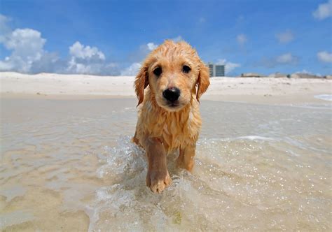 5 Dog Friendly Beaches On Floridas Gulf Coast