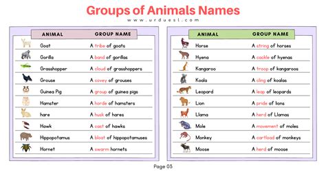 List Of Groups Of Animals Names With Images And Download Pdf