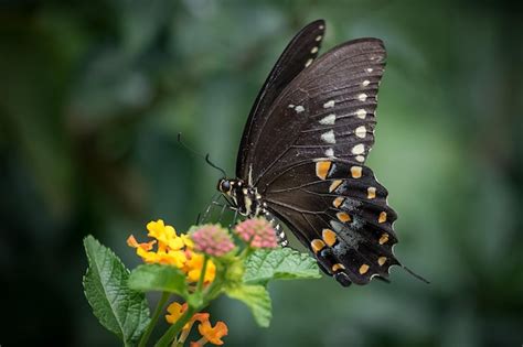 Premium Photo A Beautiful Black Butterfly Sits On A Flower