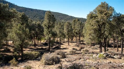 Singleleaf Pinyon Pine Los Padres Forestwatch