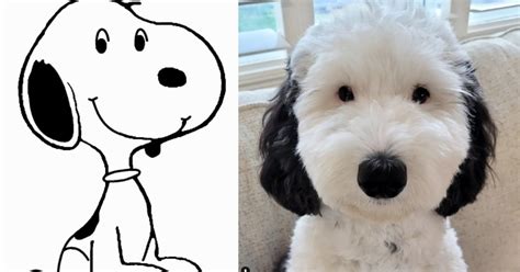 Snoopy tiene su doble en la vida real Conoce a Bayley la mascota que es idéntica al dibujo