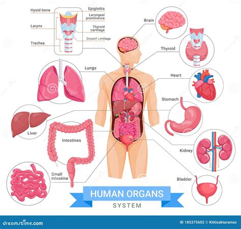 Human Organ System Vector Illustrations Stock Vector Illustration Of