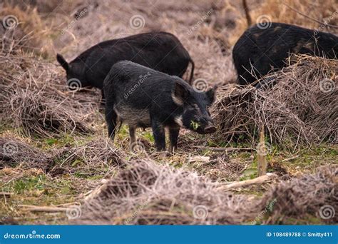 Wild Pigs Sus Scrofa Forage For Food In The Wetland Stock Photo Image
