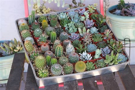Once you mixed the perlite or pumice into the soil, these materials can absorb water in different amounts. 2" Succulent & Cactus Mix | Succulents, Cacti, succulents ...