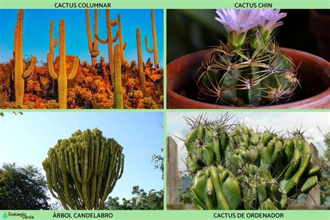 25 Tipos De Cactus Nombres Y Cuidados Con Fotos Y VÍdeos