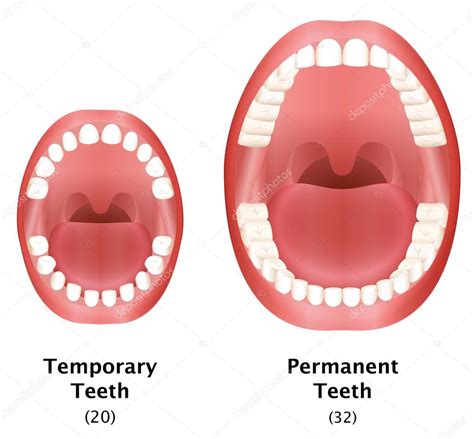 permanent dentition teeth