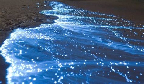 Bioluminescence On Shore In Costa Rica Life Coach Code