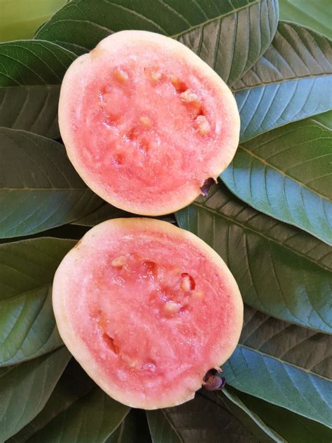 Excalibur Pink Guava Tree Psidium Guajava Real Tropicals