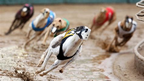 Greyhound Racing Nearing Its End In The Us After Long Slide Ctv News