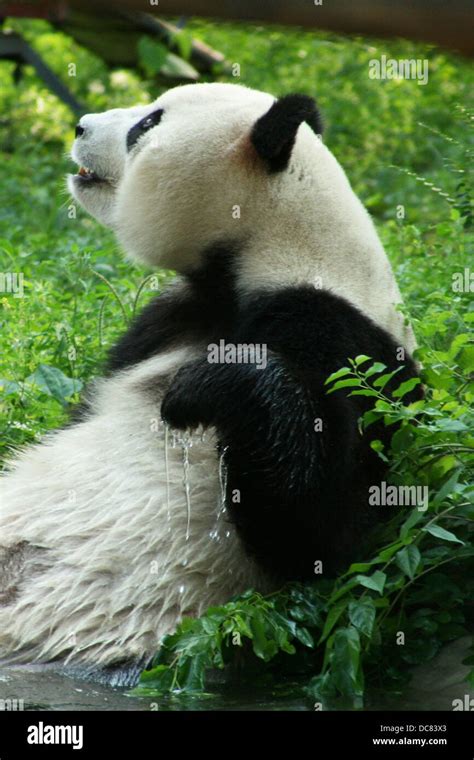 Giant Panda Playing In Water Stock Photo Alamy