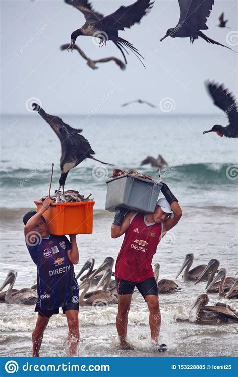 Flock Of Magnificent Frigatebirds Editorial Image Image Of Ecuador
