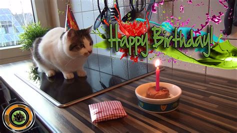Cat Birthday With A Funny End Youtube