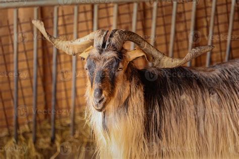 Beautiful Mountain Goat Mountain Ram Portrait Mountain Goat With Big