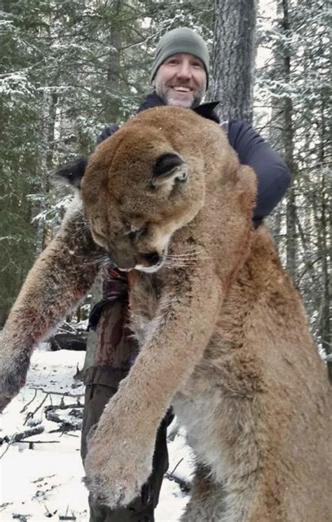 Canadian Tv Host Facing Backlash After Bragging About Killing A Cougar