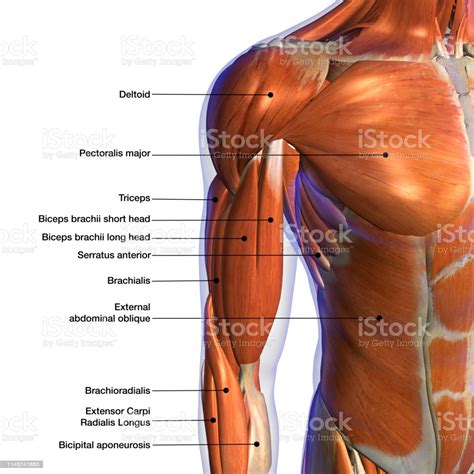 An overview of the muscles of the anterior forearm, including the superficial, intermediate and deep muscle layers. Male Shoulder And Chest Muscles Labeled Chart On White Stock Photo - Download Image Now - iStock