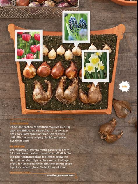Plant Bulbs In Fall Blooms In Spring Bhg Magazine Oct 2012 Garden
