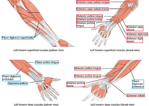 Rock Paper Scissors A Mnemonic For Testing Peripheral Nerve Motor