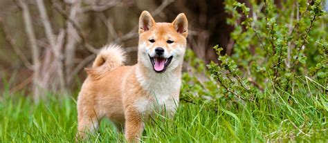 Shiba Inu Puppies For Sale Greenfield Puppies