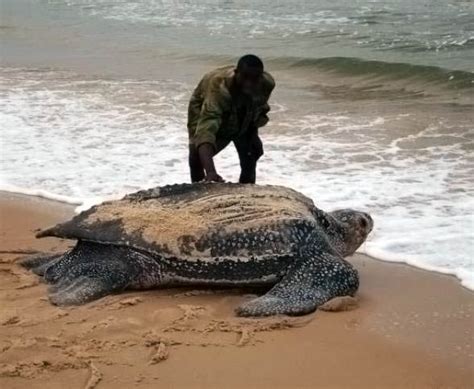 Leatherback Sea Turtle The Largest Turtle