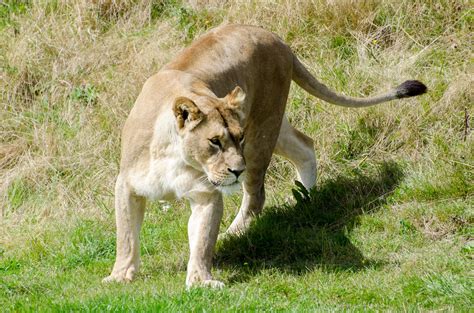 Lioness Free Stock Photo Public Domain Pictures