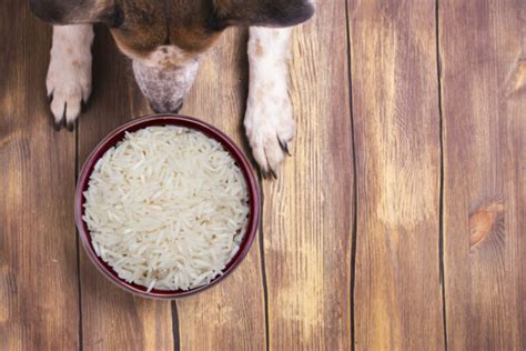 Rice cakes are an easily digestible food with the main component. Can Dogs eat Brown Rice? | Dogs dietary Plan | Rice for Dogs
