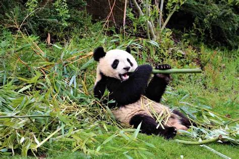 Do Giant Pandas Have Sharp Teeth Explained