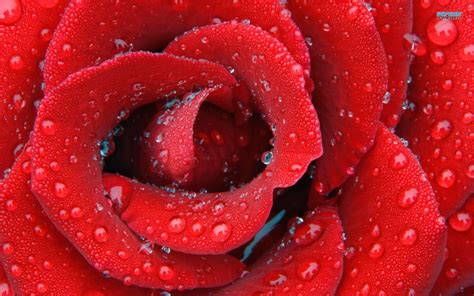 1920x1440 Red Rose Flower Drops Petals Bright Color