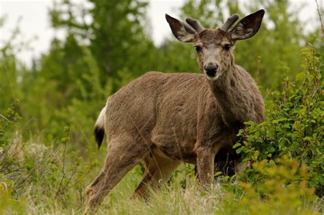 Properly, the offspring of a. How to tell a Mule deer from a Whitetail deer - Naturally ...